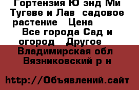 Гортензия Ю энд Ми Тугеве и Лав, садовое растение › Цена ­ 550 - Все города Сад и огород » Другое   . Владимирская обл.,Вязниковский р-н